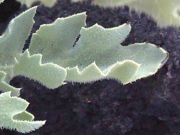 Fiore giallo dall''Etna - Glaucium flavum
